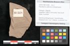 Foto (Objekt + Etikett) von Pseudopinus wilkinsoni Ettingshausen (NHMW-GEO-2024-0188-10348)